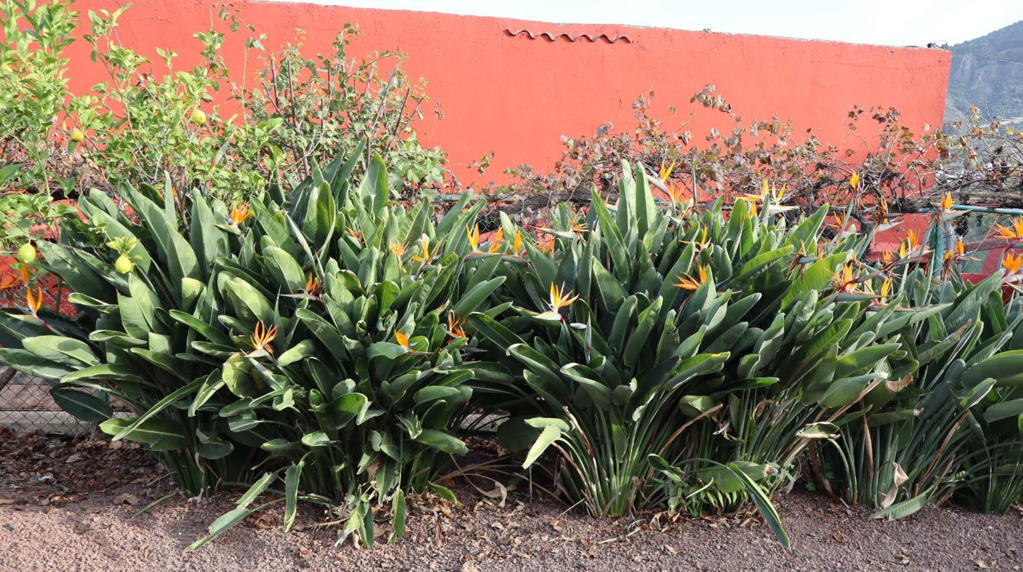 לאס פאלמס דה גראן קנאריה Casa Rural En San Mateo מראה חיצוני תמונה